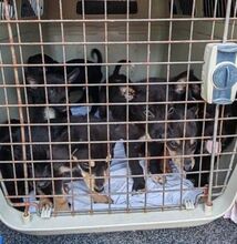 ESO, Hund, Mischlingshund in Slowakische Republik - Bild 18