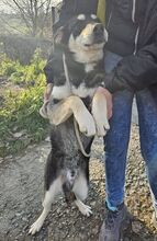 ESO, Hund, Mischlingshund in Slowakische Republik - Bild 19