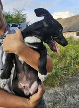 EMIL2, Hund, Mischlingshund in Slowakische Republik - Bild 6