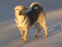 TRENDO, Hund, Mischlingshund in Bulgarien - Bild 1