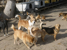 TRENDO, Hund, Mischlingshund in Bulgarien - Bild 10