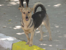 TRENDO, Hund, Mischlingshund in Bulgarien - Bild 11