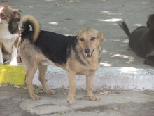 TRENDO, Hund, Mischlingshund in Bulgarien - Bild 12