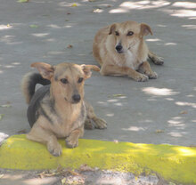 TRENDO, Hund, Mischlingshund in Bulgarien - Bild 13