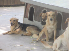 TRENDO, Hund, Mischlingshund in Bulgarien - Bild 15