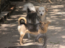 TRENDO, Hund, Mischlingshund in Bulgarien - Bild 18