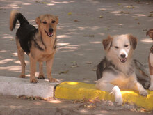 TRENDO, Hund, Mischlingshund in Bulgarien - Bild 19