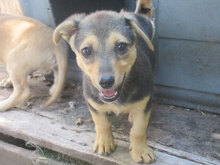 TRENDO, Hund, Mischlingshund in Bulgarien - Bild 21