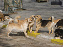 TRENDO, Hund, Mischlingshund in Bulgarien - Bild 3