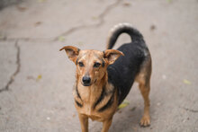 TRENDO, Hund, Mischlingshund in Bulgarien - Bild 4