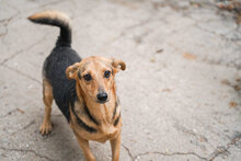 TRENDO, Hund, Mischlingshund in Bulgarien - Bild 5