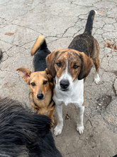 TRENDO, Hund, Mischlingshund in Bulgarien - Bild 6