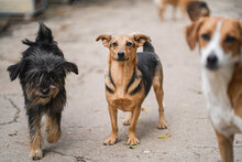 TRENDO, Hund, Mischlingshund in Bulgarien - Bild 7