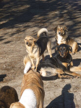 TRENDO, Hund, Mischlingshund in Bulgarien - Bild 9