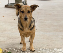 TRENDO, Hund, Mischlingshund in Groß-Gerau