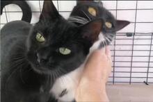 LIBERA, Katze, Europäisch Kurzhaar in Aachen - Bild 19