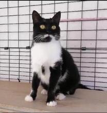 LIBERA, Katze, Europäisch Kurzhaar in Aachen - Bild 20