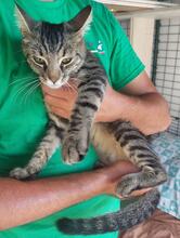 PIERINA, Katze, Europäisch Kurzhaar in Italien - Bild 7