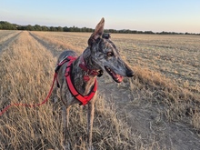 CIRILIA, Hund, Galgo Español in Undenheim