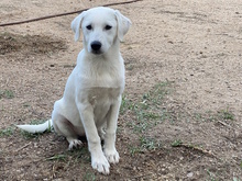 MARGHERITA, Hund, Mischlingshund in Erftstadt - Bild 12