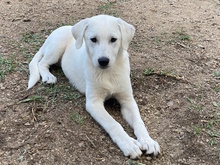 MARGHERITA, Hund, Mischlingshund in Erftstadt - Bild 14