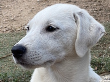 MARGHERITA, Hund, Mischlingshund in Erftstadt - Bild 15