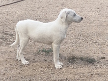 MARGHERITA, Hund, Mischlingshund in Erftstadt - Bild 16