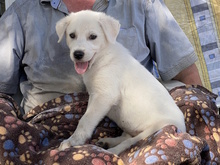 MARGHERITA, Hund, Mischlingshund in Erftstadt - Bild 20