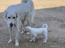 MARGHERITA, Hund, Mischlingshund in Erftstadt - Bild 23