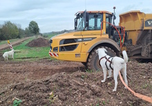 MARGHERITA, Hund, Mischlingshund in Erftstadt - Bild 9