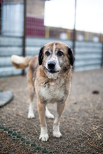 CLIFFORD, Hund, Mischlingshund in Rumänien - Bild 2