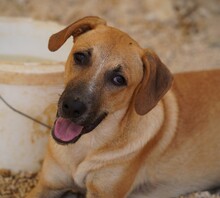 FELIPE, Hund, Mischlingshund in Italien - Bild 1