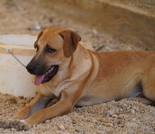 FELIPE, Hund, Mischlingshund in Italien - Bild 3