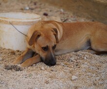 FELIPE, Hund, Mischlingshund in Italien - Bild 5