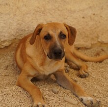 FELIPE, Hund, Mischlingshund in Italien - Bild 6