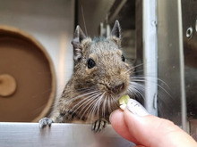 SASKIA, Nager, Degu in Hamburg