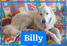 BILLY, Hund, Maremmano Abruzzese-Mix in Italien - Bild 1