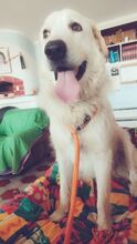 BILLY, Hund, Maremmano Abruzzese-Mix in Italien - Bild 2