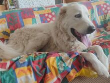 BILLY, Hund, Maremmano Abruzzese-Mix in Italien - Bild 3