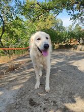 BILLY, Hund, Maremmano Abruzzese-Mix in Italien - Bild 5