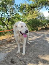 BILLY, Hund, Maremmano Abruzzese-Mix in Italien - Bild 6