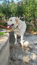 BILLY, Hund, Maremmano Abruzzese-Mix in Italien - Bild 7