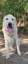 BILLY, Hund, Maremmano Abruzzese-Mix in Italien - Bild 8