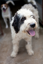 PANDA, Hund, Mischlingshund in Rumänien - Bild 2