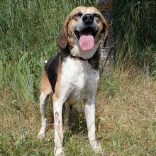 FERMIN, Hund, Bloodhound-Mix in Spanien - Bild 1