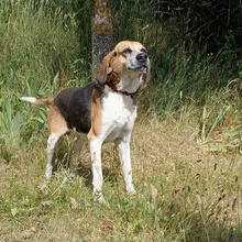 FERMIN, Hund, Bloodhound-Mix in Spanien - Bild 3