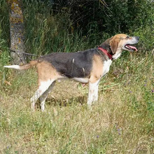 FERMIN, Hund, Bloodhound-Mix in Spanien - Bild 4