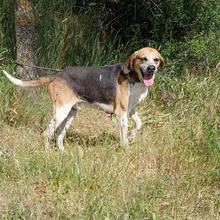 FERMIN, Hund, Bloodhound-Mix in Spanien - Bild 5