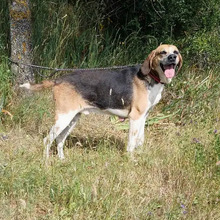 FERMIN, Hund, Bloodhound-Mix in Spanien - Bild 6