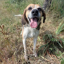 FERMIN, Hund, Bloodhound-Mix in Spanien - Bild 8